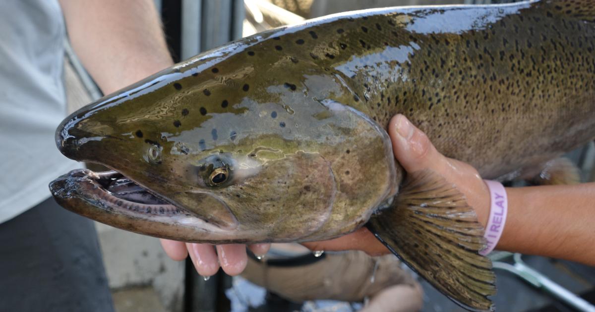 Chinook fishing in the Little Salmon River is closed