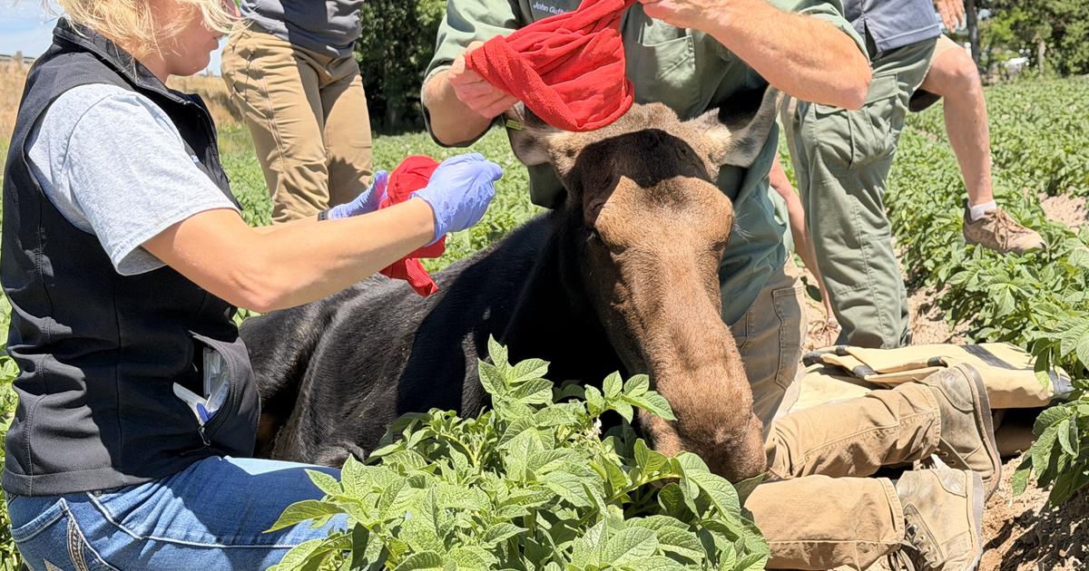 Idaho Fish and Game relocates yearling moose from Rupert