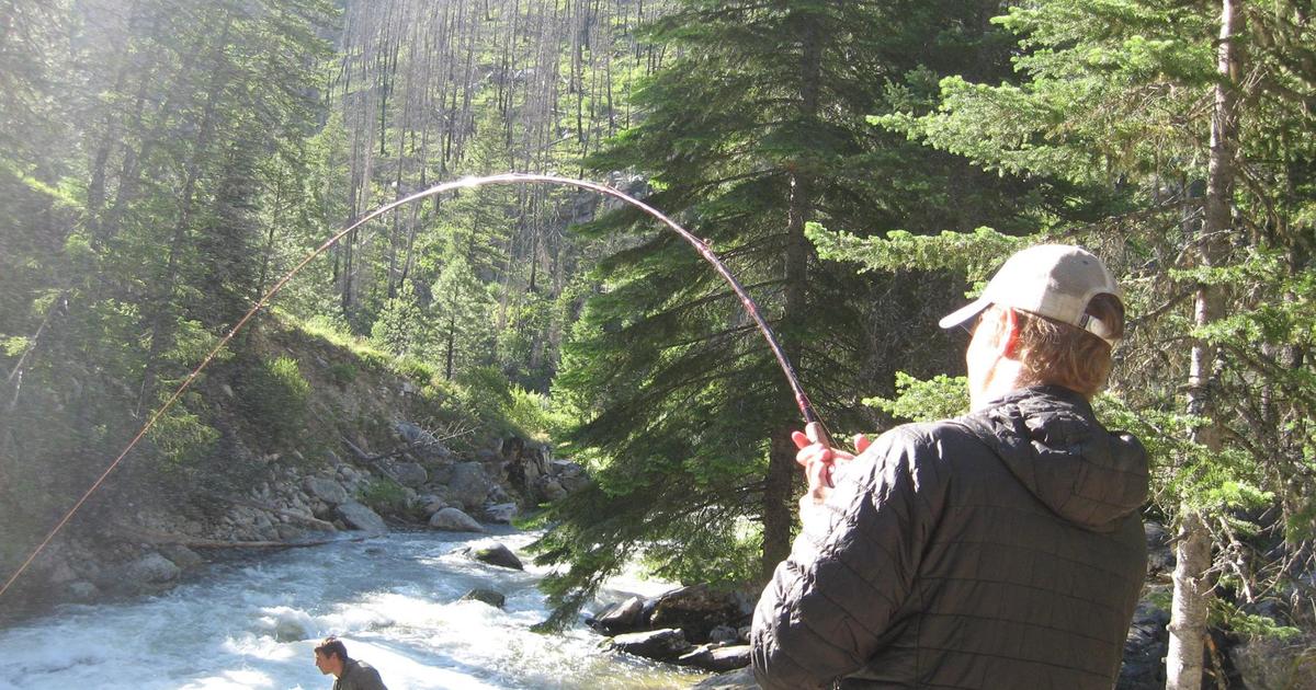 June 16, 2026 South Fork Salmon River Chinook Update