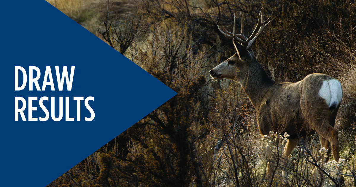 Now available: Controlled hunt drawing results for deer, elk, pronghorn, fall bear, turkey, and swan