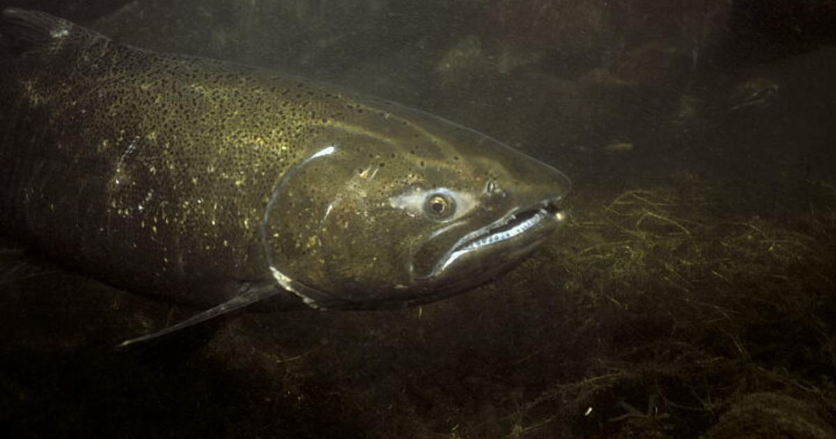 Upper Salmon River Chinook update - 6/11/2026