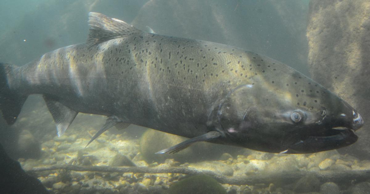 Upper Salmon River Chinook update - 6/17/2026