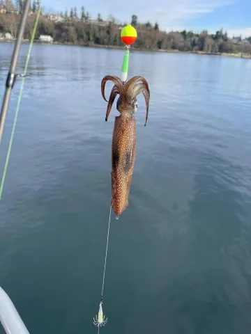 Squid on fishing line