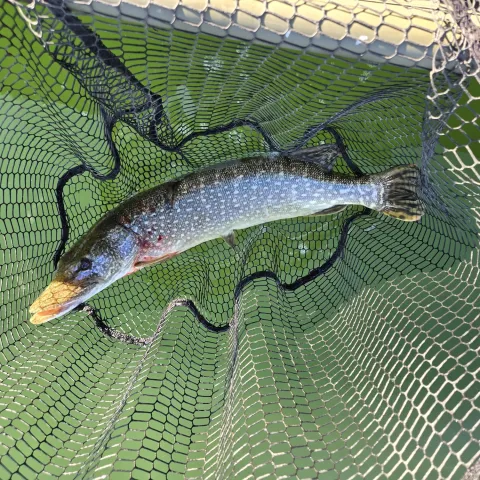 Pike in net
