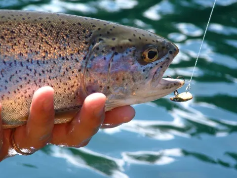 Rainbow trout caught on spoon