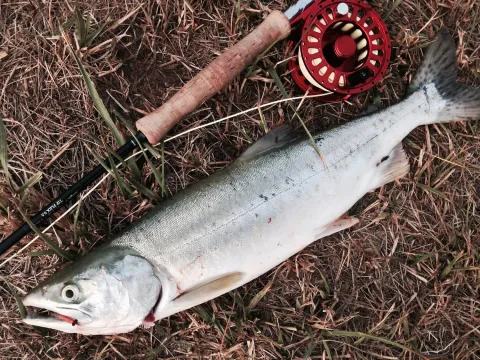 Pink Salmon by fly fishing rod