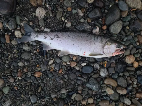 Coho Catch