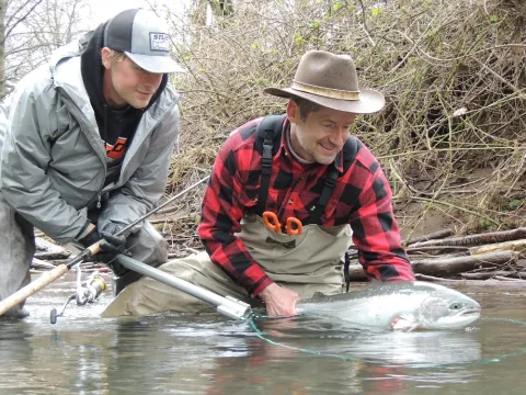 Steelhead caught from River