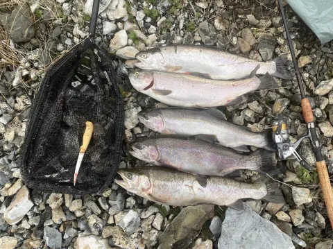 Trout catch by fishing net