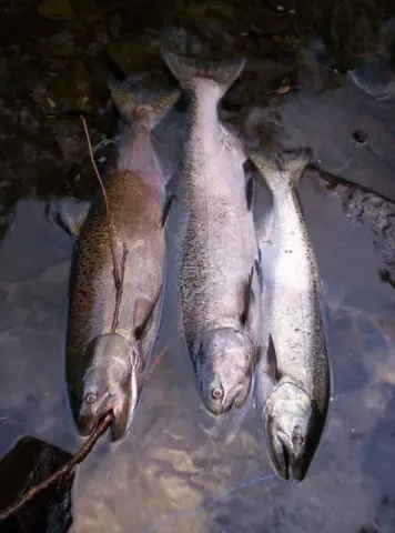 Spring Chinook Catches