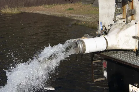 Rainbow trout being released 