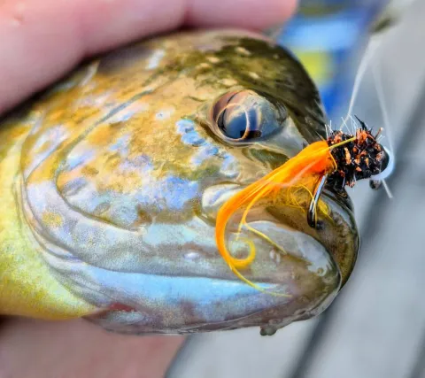 Bluegill with jig in its mouth
