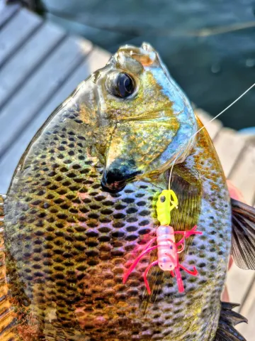Bright colored Bluegill