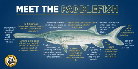FWP paddlefish diagram