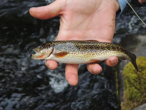 Small trout