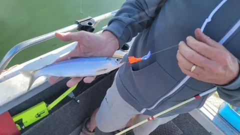 Fish on the line.