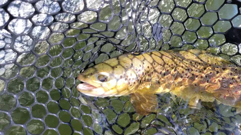 Brown Trout in a net.