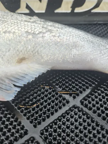 Hatchery fish fins.