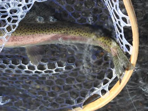 In early May, trout can still be found feeding opportunistically and may be caught on a variety of techniques. Photo by Gary Lewis.