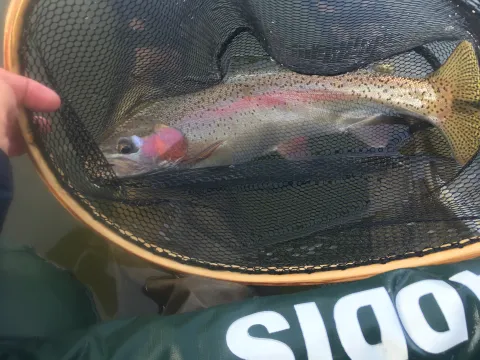 A high desert rainbow caught on a fly. Photo courtesy Dave Isom.