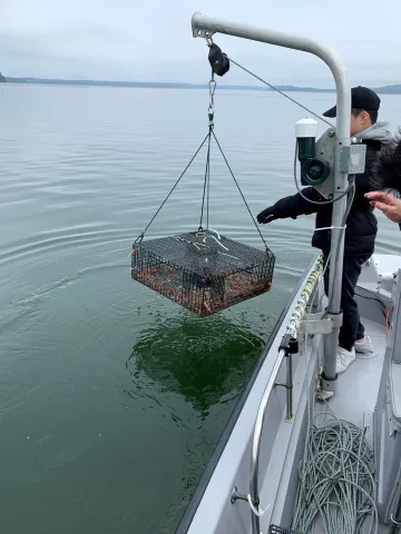 Electric pot puller pulling up pot with many shrimp.
