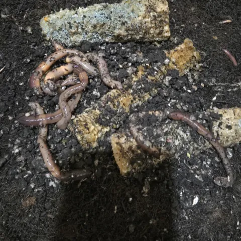 Worms