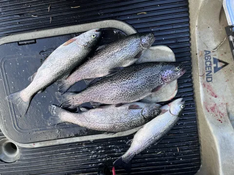 Rainbow Trout