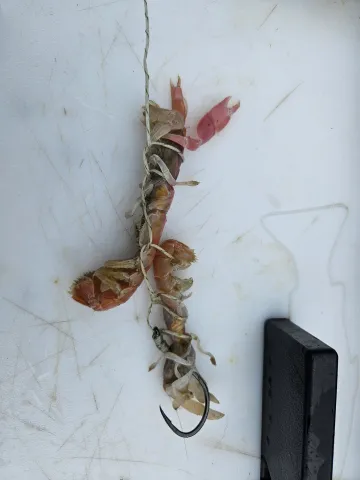 Sturgeon bait setup