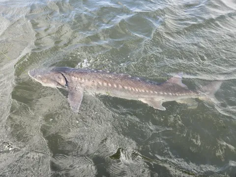sturgeon
