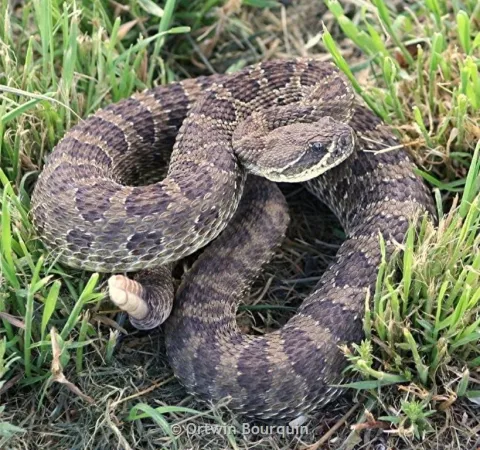 Rattlesnake