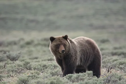 Lions, Snakes, & Bears, Oh My!
