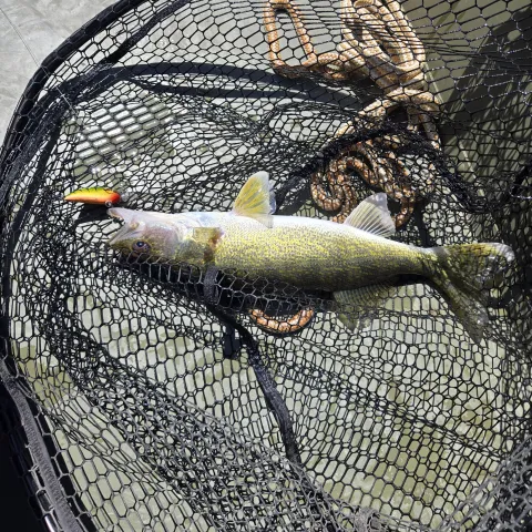 Walleye in net