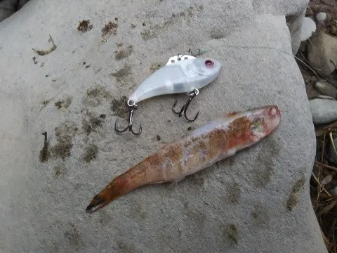 Walleye gear