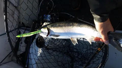 Coho salmon in net