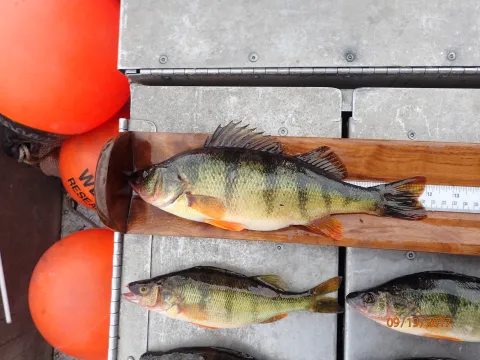 Large yellow perch