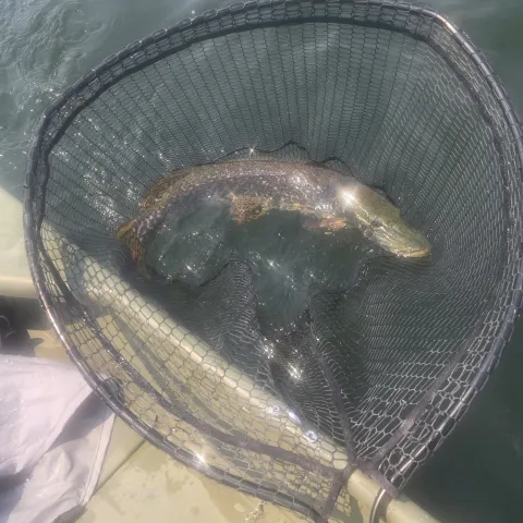Northern Pike in net.