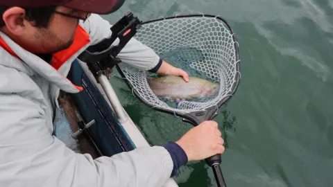 Big fish in net.