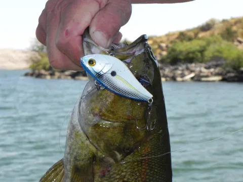Smallmouth Bass