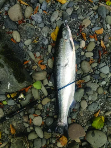 Salmon