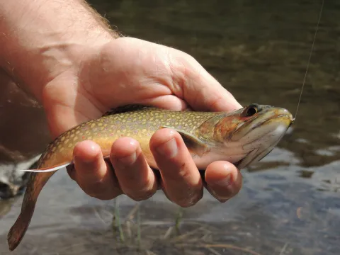 Brook trout_Gary Lewis