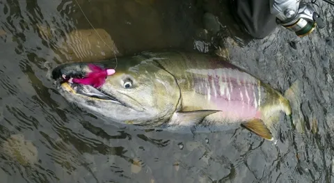Chum Salmon Time (2)