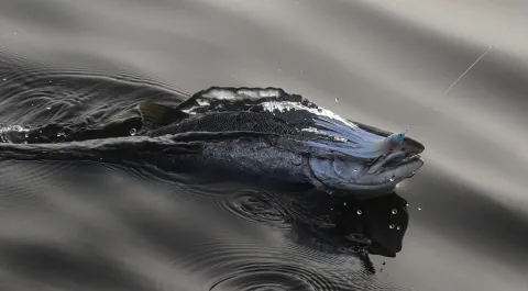 Coho Tips and Techniques By Jason Brooks (9)