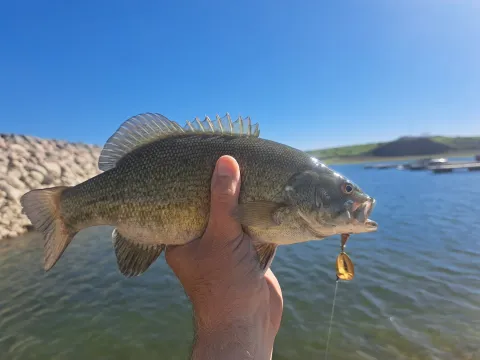 FtPeckSmallmouth