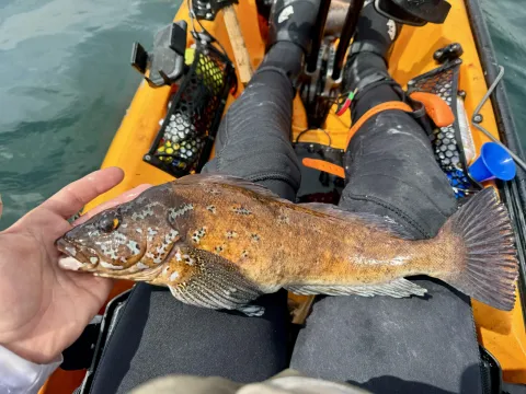 Kelp Greenling By Josh DeBruler (1)