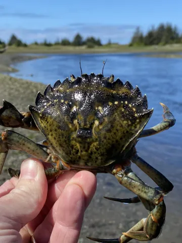 Large green crab at Makah Bay. Chase Gunnell WDFW