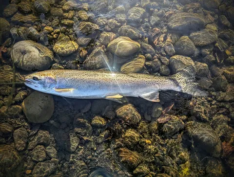 The Big Comeback-Steelhead on the Upper Columbia By Megan Bennett
