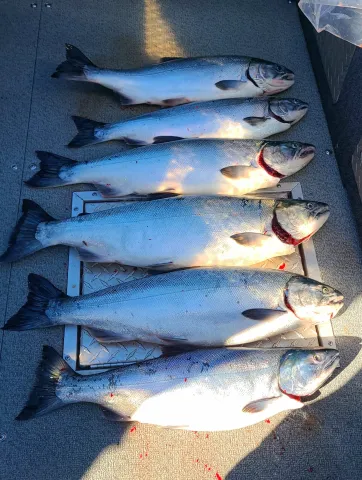 The Other Red Meat San Juan Islands Coho 082024 004