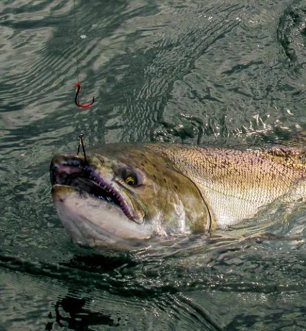 WA_ocean_salmon_prospects_1_520x500