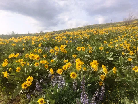 WOR050523_ArrowLeafBalsomRootAboveHayCanyon_JKruse_480x480