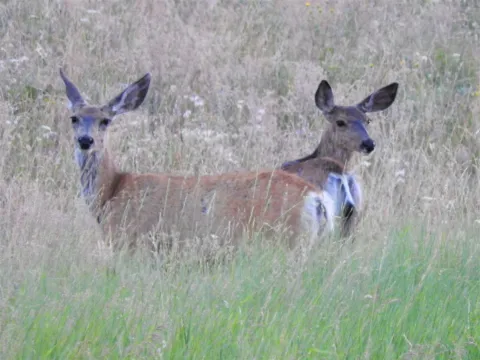 WOR080522_DeerOnTheZumwaltPrairie_JKruse